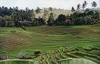 Blick über die Reisterrassen