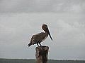 Pelikan - Parque Nacional Los Haitises