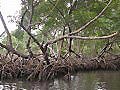 Mangrovenwälder - Parque Nacional Los Haitises