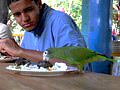 Papagei am Mittagstisch
