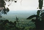 Blick über den Dschungel