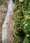 Wasserfall und Gräser im Wassernebel